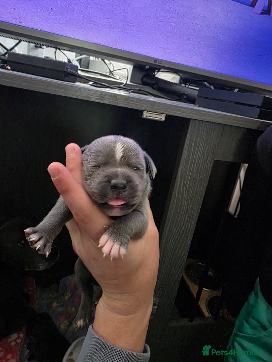 Staffordshire Bull Terrier dogs for sale: Kc blue staffordshire bull terrier puppies  - Image 11