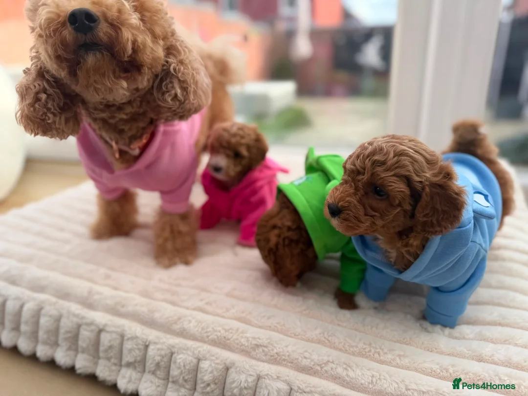 Poochon dogs for sale: 2 Toy poodle/poochon pups for sale.  - Advert 23