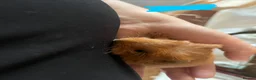 Guinea Pig rodents for sale: Baby Guinea Pigs - Advert 4