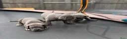 Cane Corso dogs for sale: CANE CORSO PUPPIES CHAMPION BLOODLINE PEDIGREE  - Advert 14