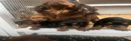Cocker Spaniel dogs for stud: Champion Cocker Spaniel Studs - Advert 3