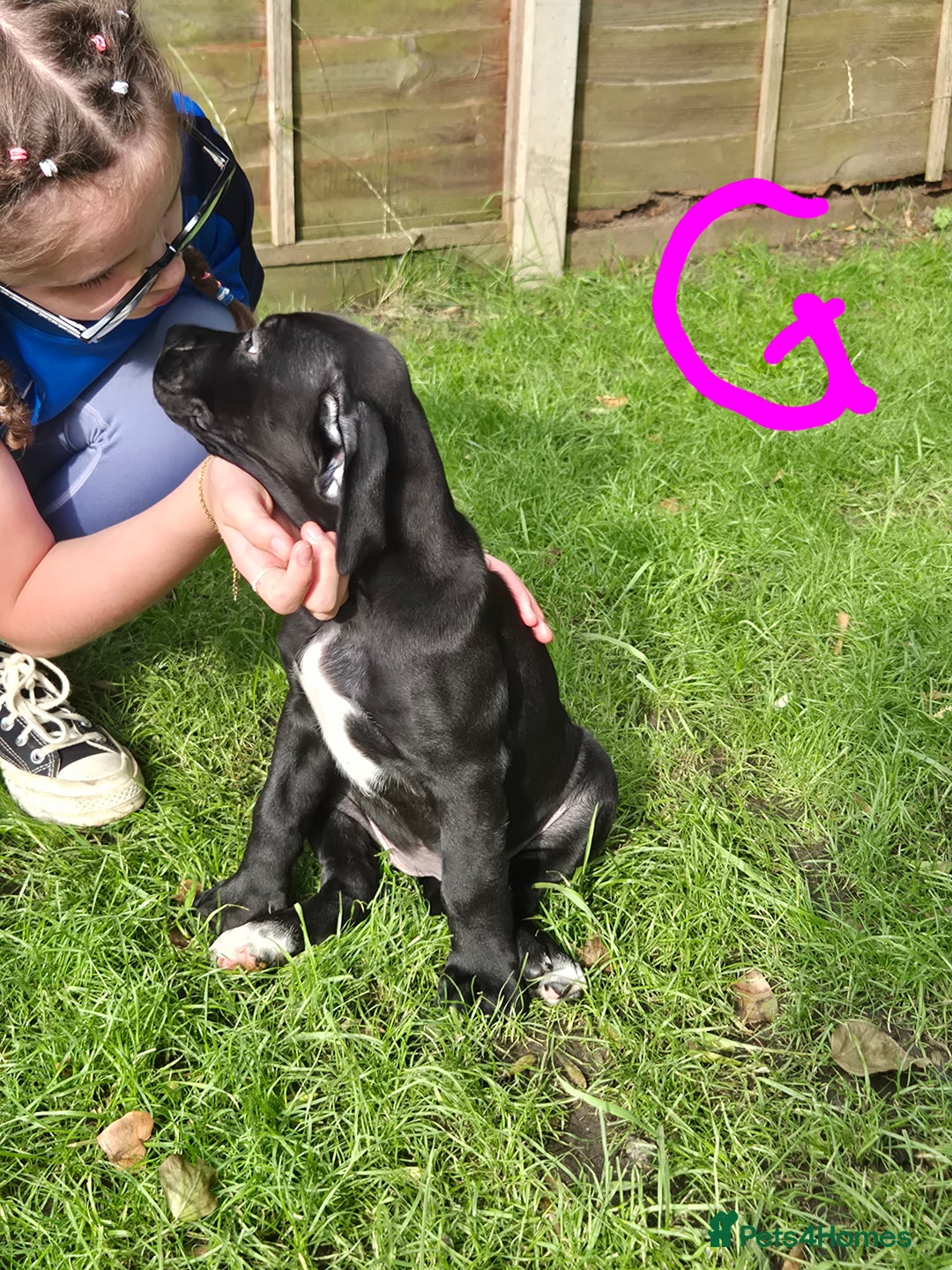 American Bully dogs for sale: American Bully Pups for sale - Image 27
