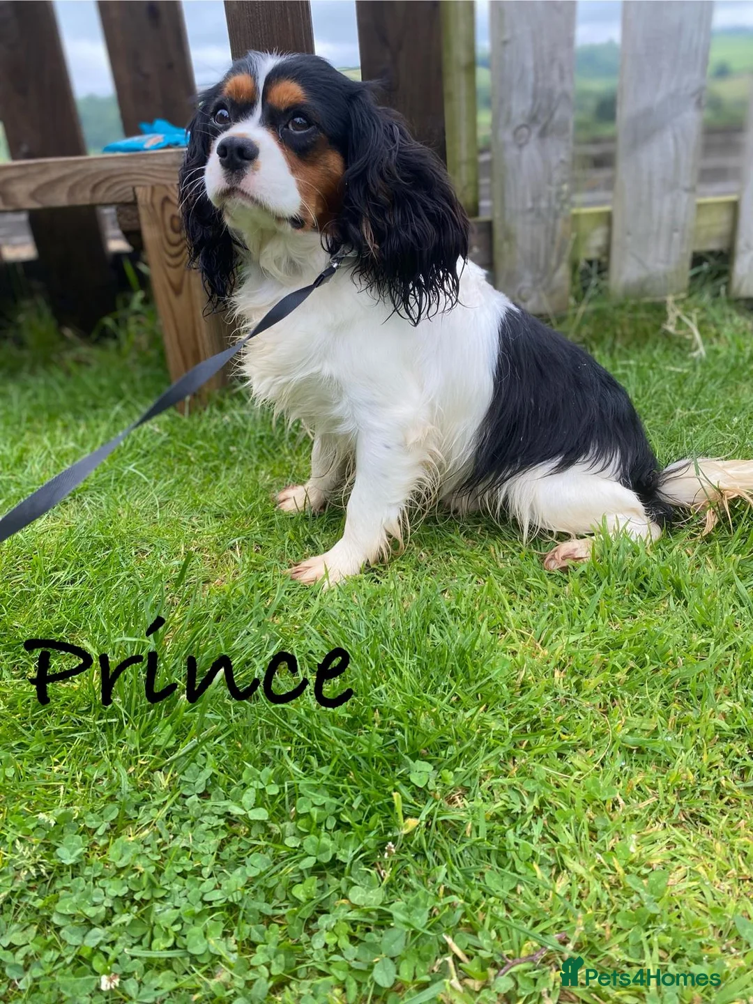 Cavalier King Charles Spaniel dogs for stud: KC reg King Charles Cavalier for Stud in Carmarthen - Advert 2