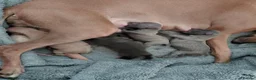 Italian Greyhound dogs for sale: 🐾 Italian Greyhound Puppies for Sale 🐾 - Advert 26