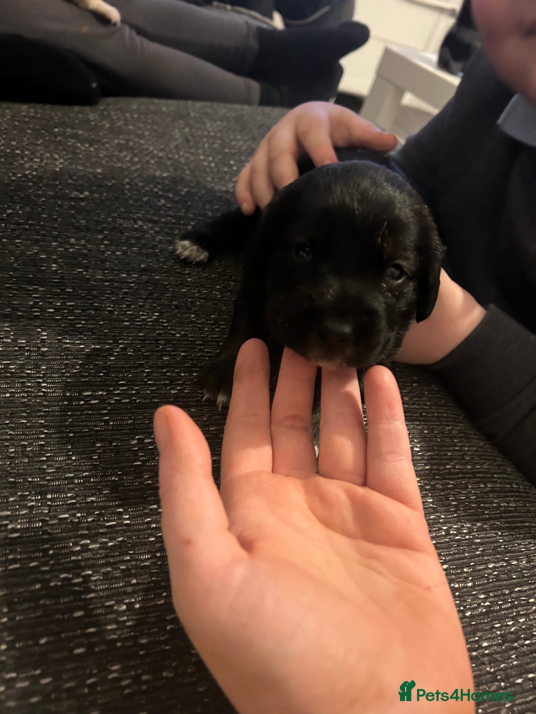 Cockerdor dogs for sale: Cockador puppies  - Advert 3