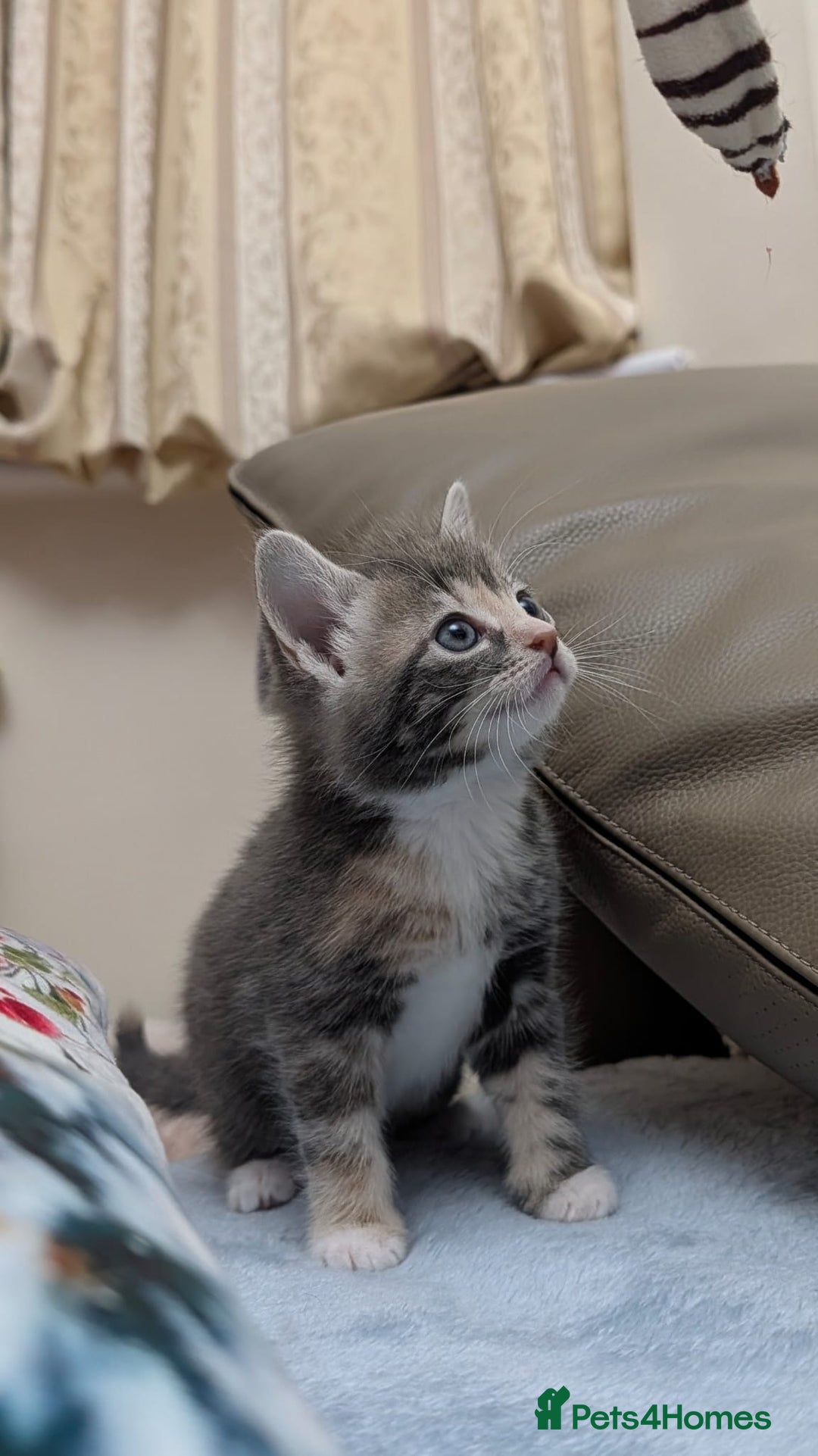 European cats for sale: 4 beautiful kittens for sale - Advert 3