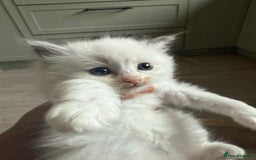 Ragdoll cats for sale: Beautiful Ragdoll kittens  - Image 4