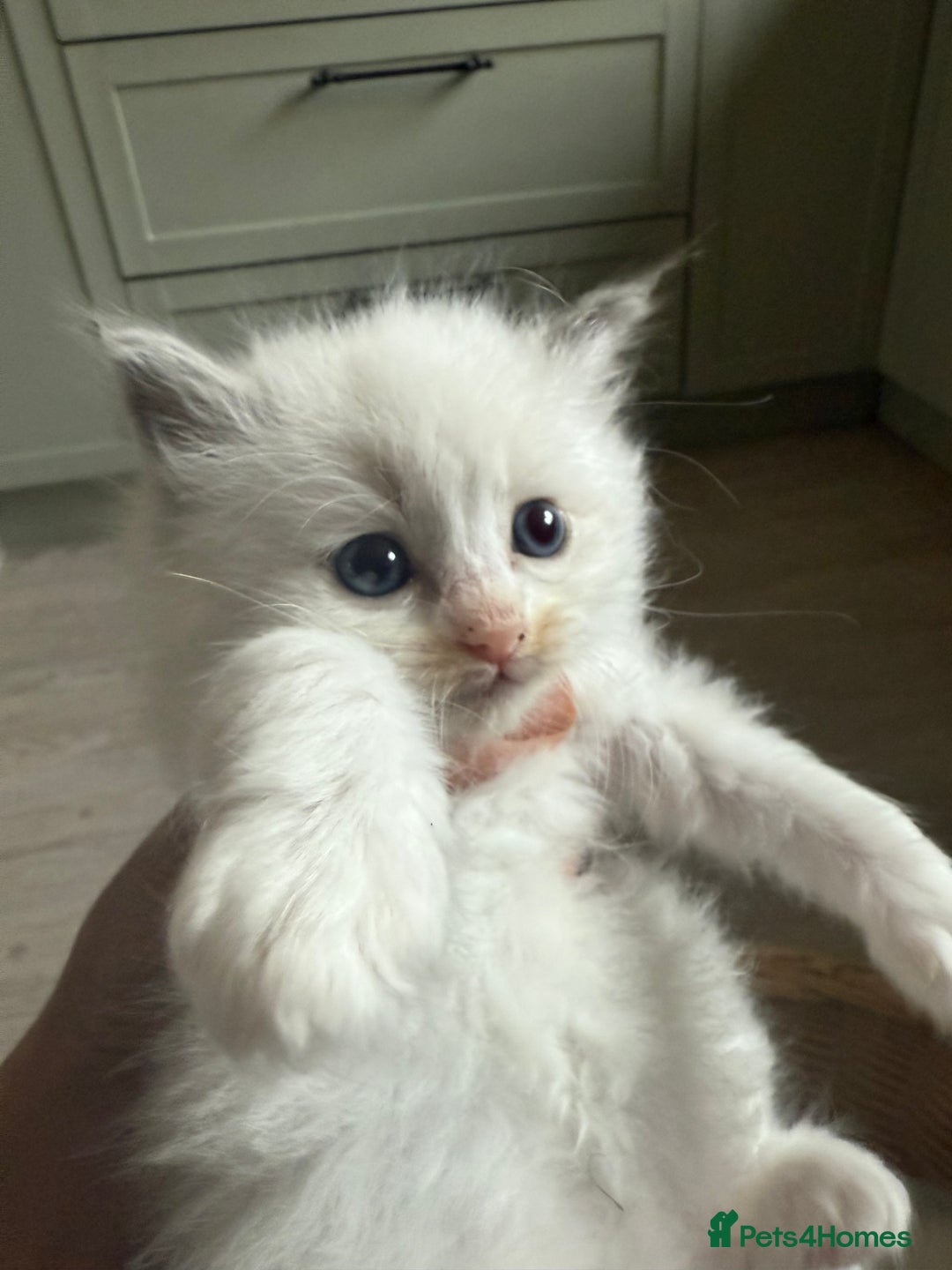 Ragdoll cats for sale: Beautiful Ragdoll kittens  - Image 4