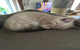 Mixed Breed cats for sale: Well socialised kittens - Image 3