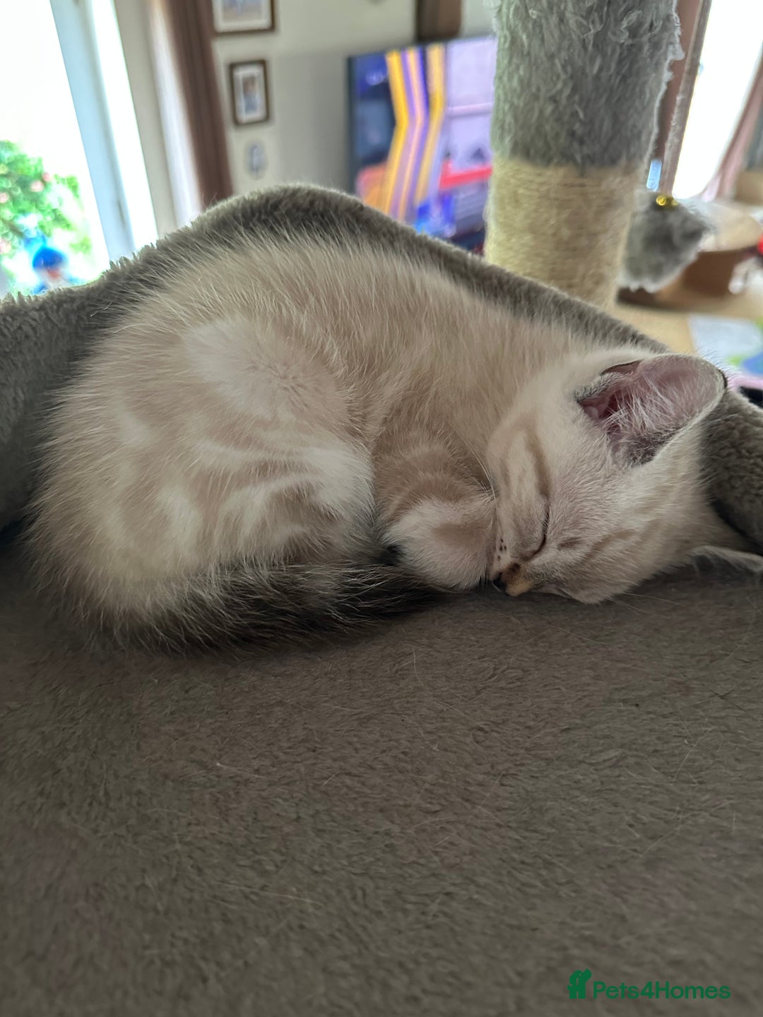 Mixed Breed cats for sale: Well socialised kittens - Image 3