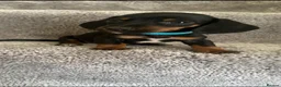 Dachshund dogs for sale: 2 Beautiful Dachshund Puppies Left - Advert 3
