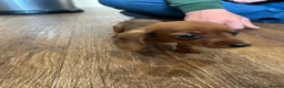 Miniature Dachshund dogs for sale: ⭐️Beautiful Kaninchen Pups READY NOW - Advert 7