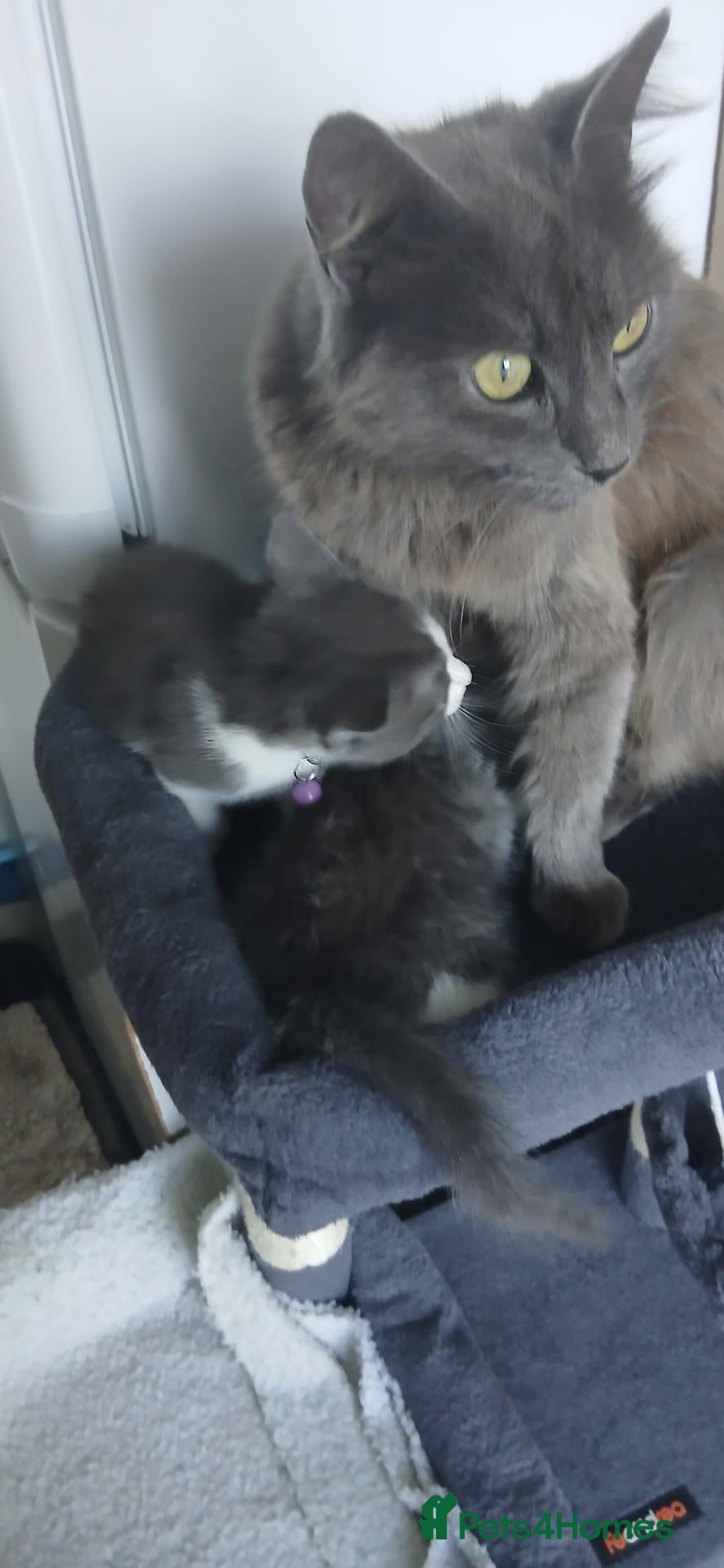 Mixed Breed cats 5 cuties looking for new forever homes - Advert 1