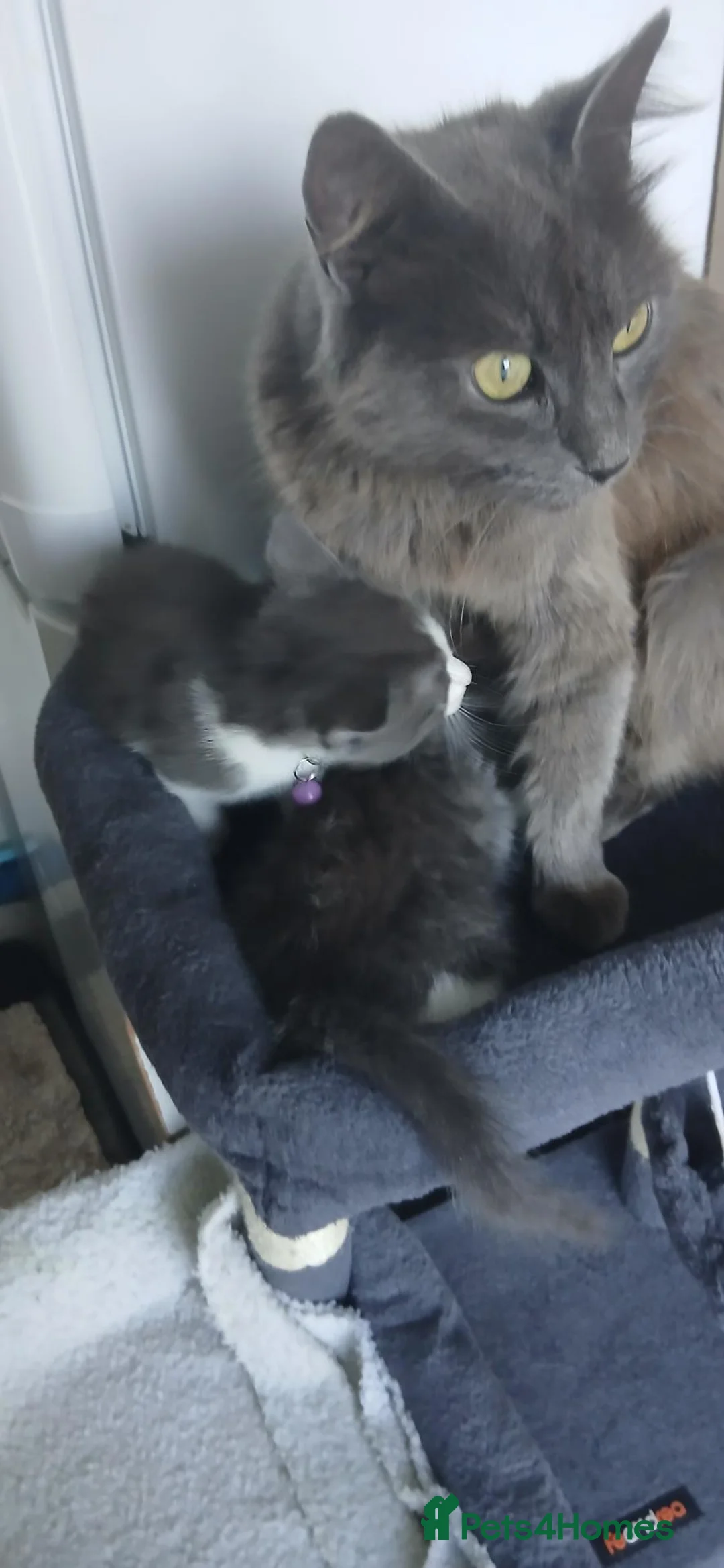 Mixed Breed cats for sale: 5 cuties looking for new forever homes - Advert 1