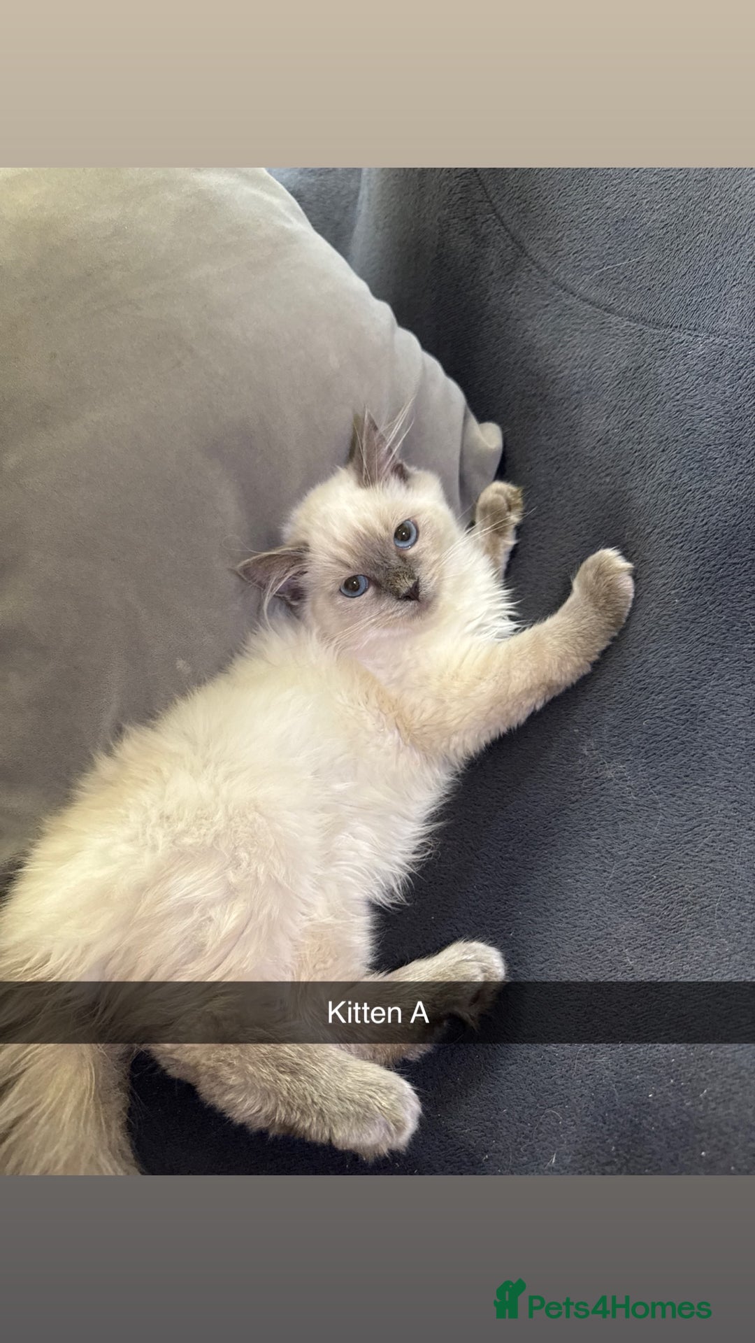 Ragdoll cats for sale: Bluepoint ragdolls  - Image 4