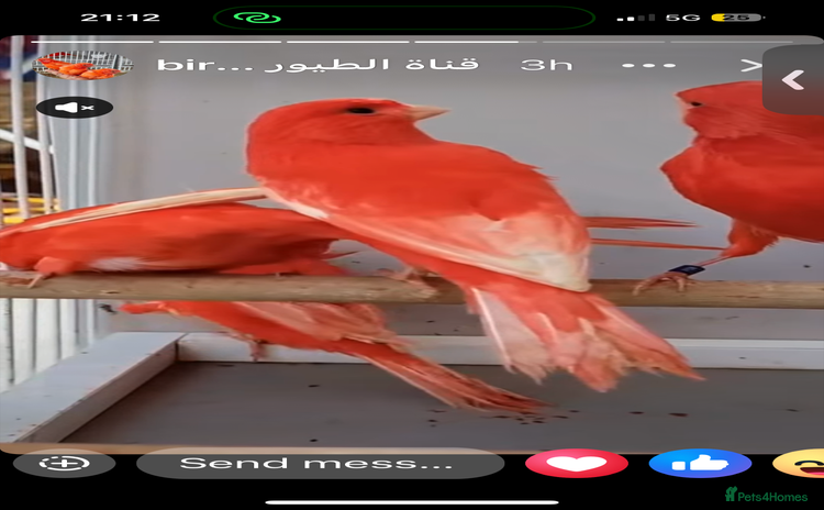 Finches birds - Advert 1