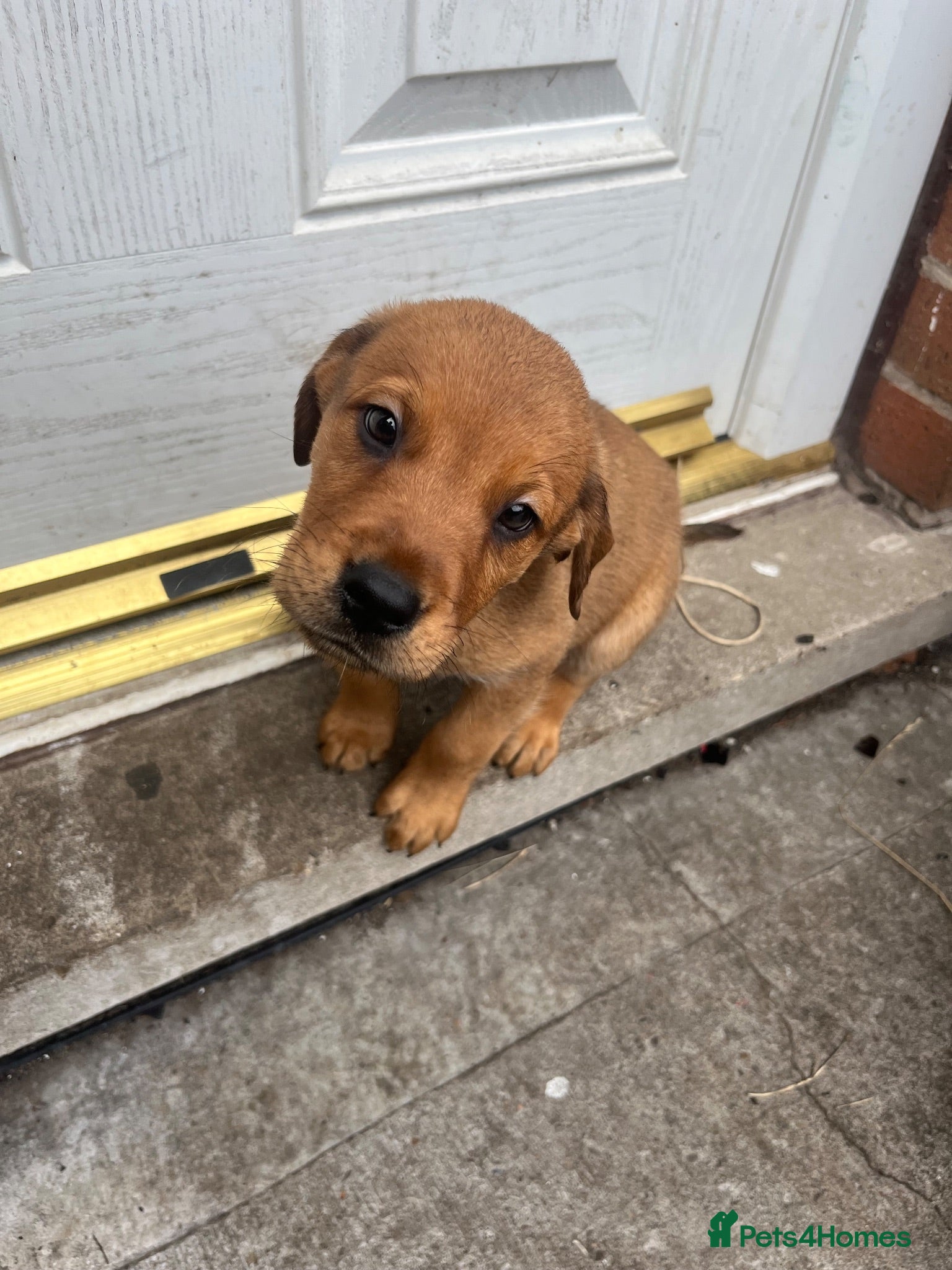 Mixed Breed dogs Canedoodle puppies £450open to sensible offers  - Advert 1