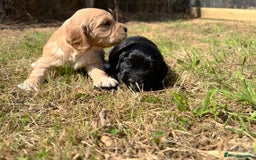 Cocker Spaniel dogs for sale: KC Reg Working Cocker bitches - Image 2