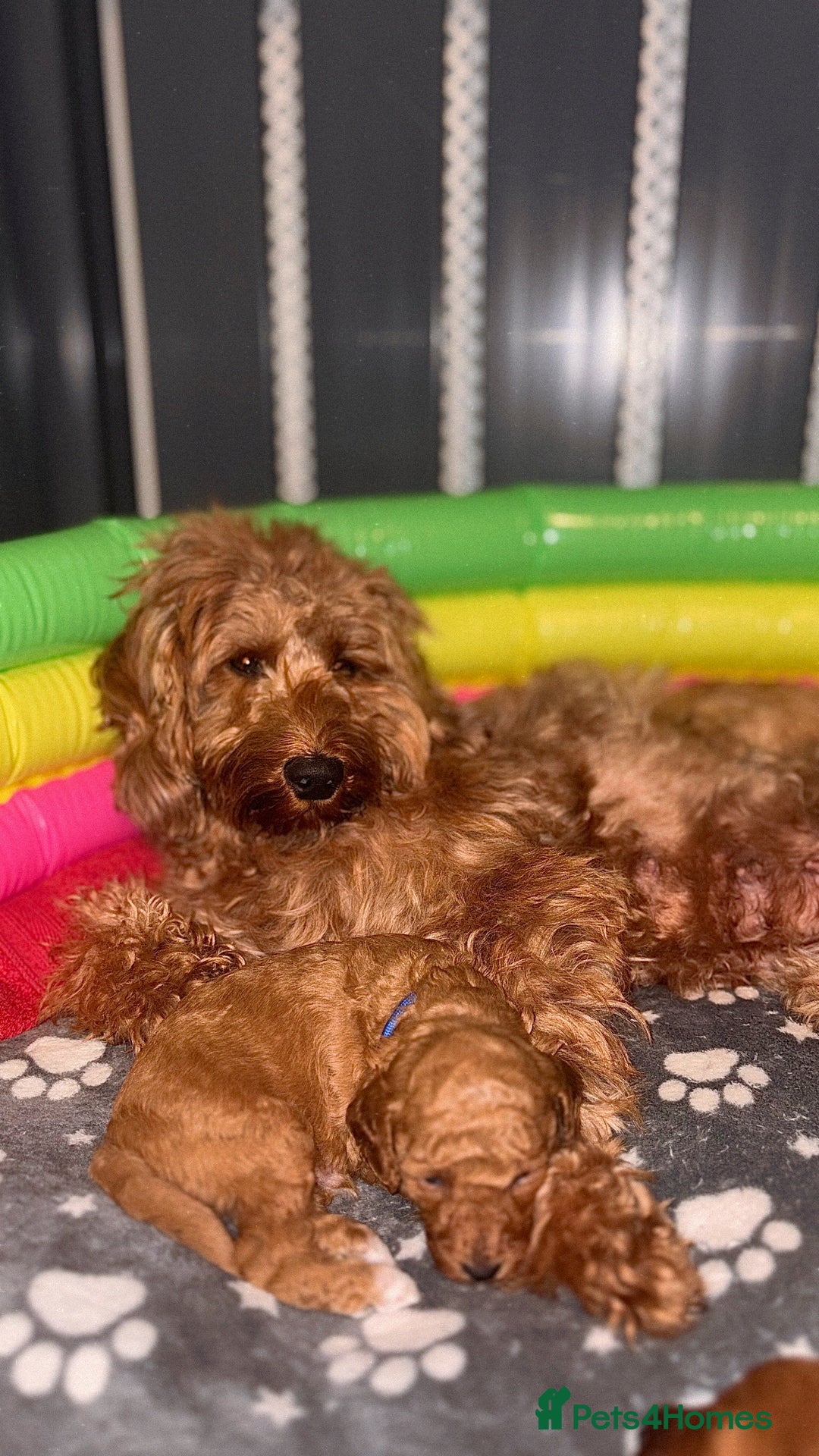 Cockapoo dogs for sale: F1 Cockapoo Puppies - Image 9