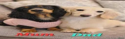 Miniature Dachshund dogs for sale: 🌟 Miniature LH Dachshund Puppies 🌟  - Advert 30