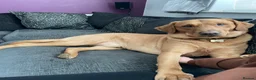 Labrador Retriever dogs for sale: Labrador Retriever  in Colchester - Advert 1