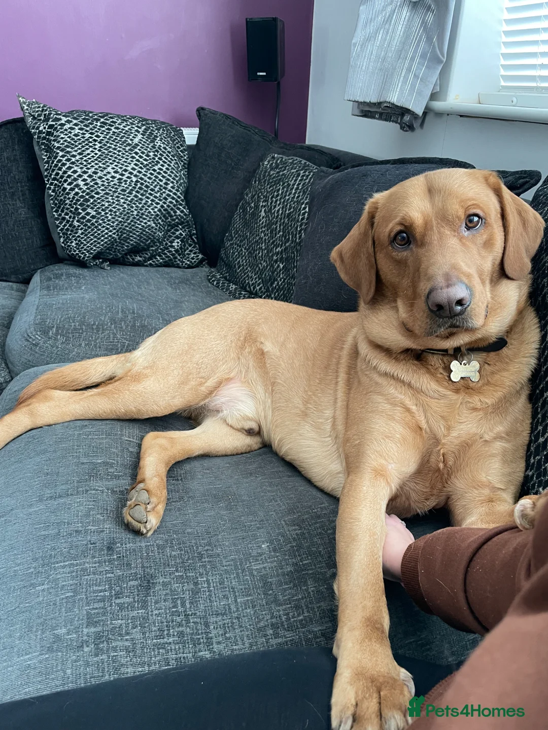Labrador Retriever dogs for sale: Labrador Retriever  in Colchester - Advert 1