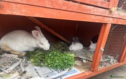 Mixed Breed rabbits for sale: New Zealand White Cross.  - Image 4