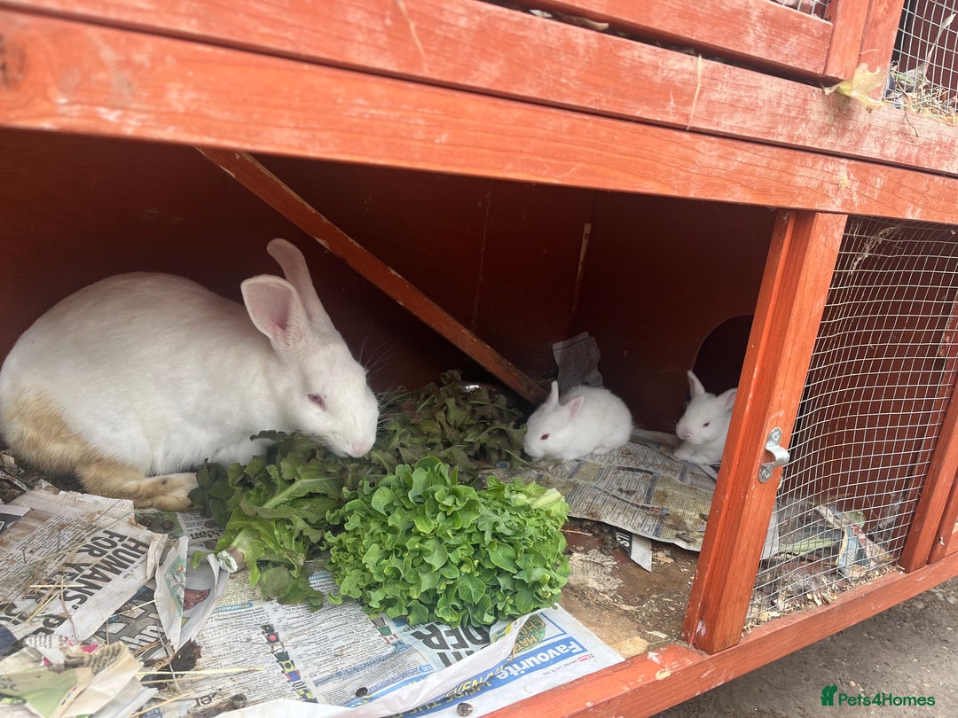 Mixed Breed rabbits for sale: New Zealand White Cross.  - Image 4
