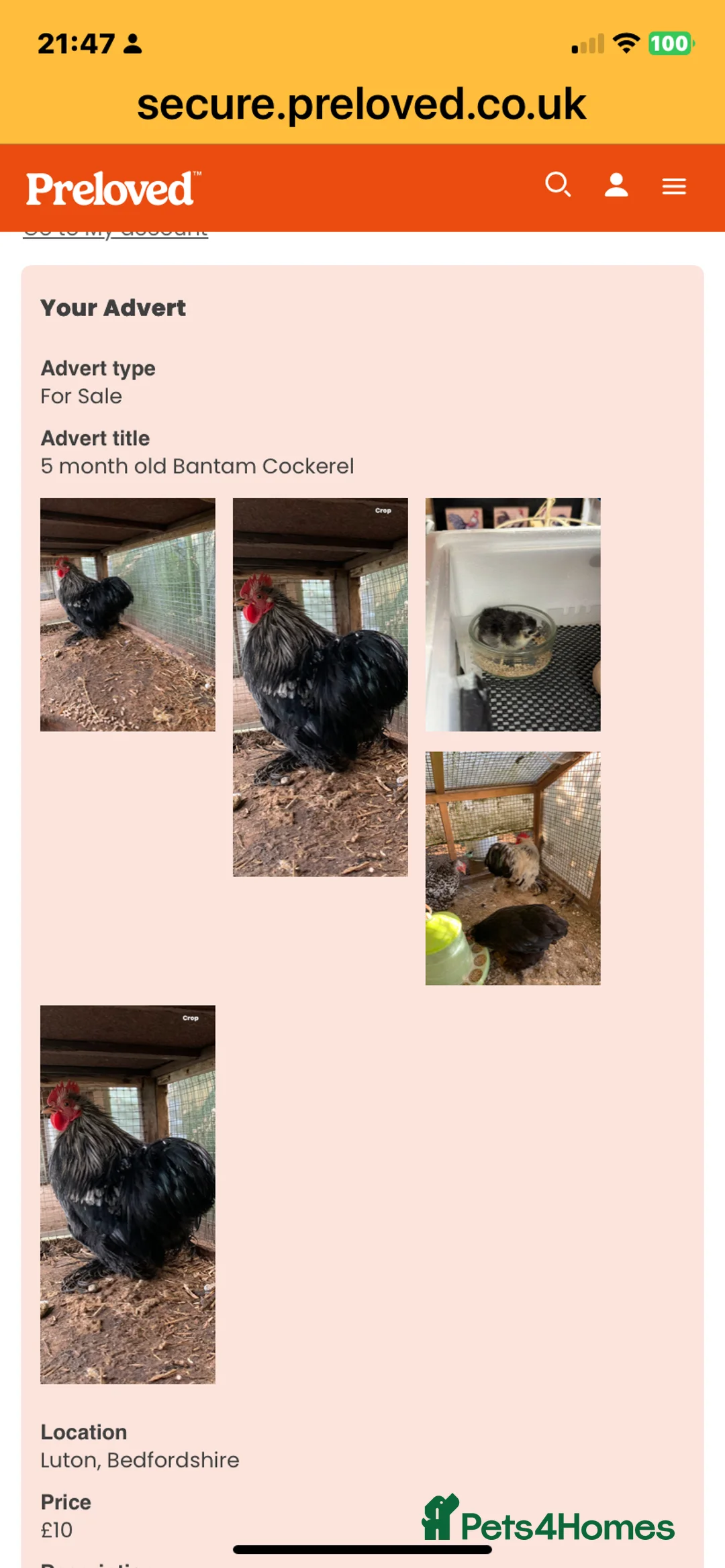Mixed Breed birds for sale: Bantam Cockerel  - Advert 2