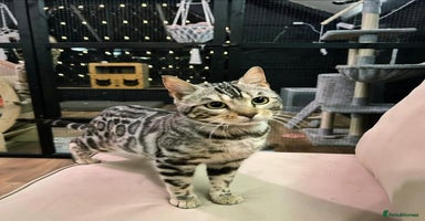 Bengal cats in Luton - Advert 9