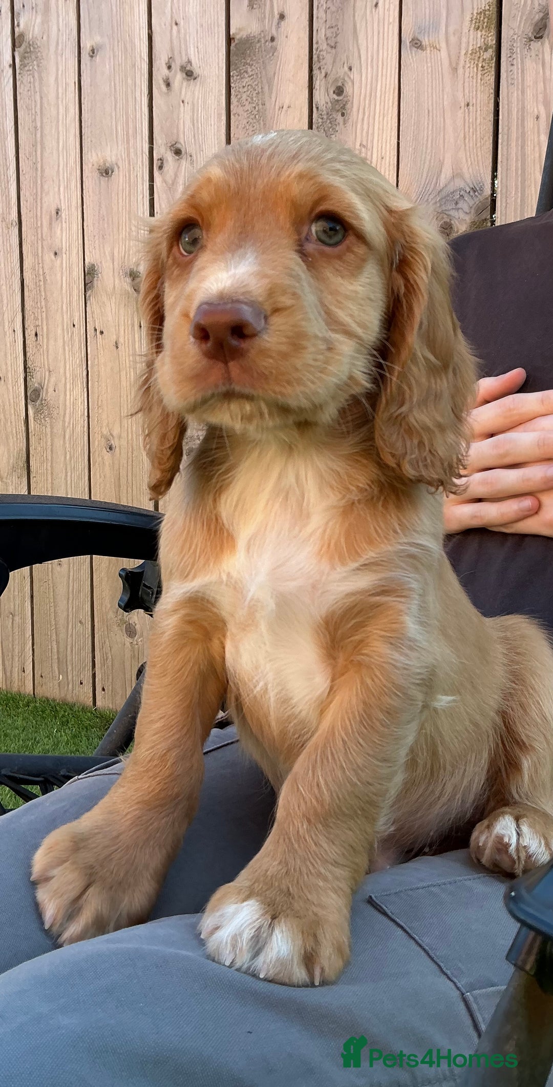 Sprocker dogs for sale:  Sprocker spaniel puppies - Ready Soon ! - Image 11