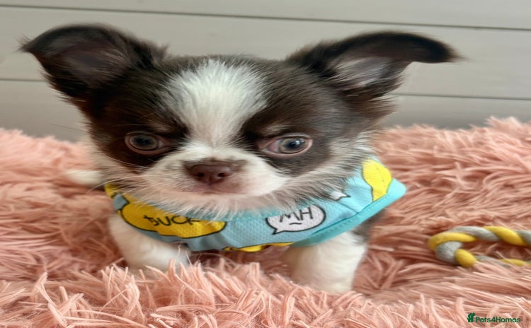 Chihuahua dogs - Advert 1
