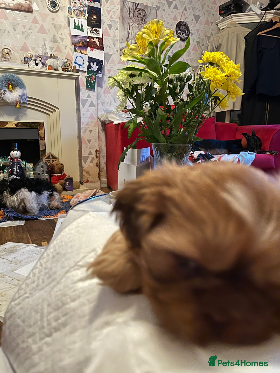 Shih Tzu dogs for sale: Adorable Shih Tzu puppies - Advert 9