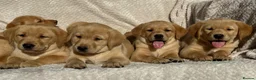 Labrador Retriever dogs for sale: Beautiful litter of KC reg Labrador puppies  - Advert 21