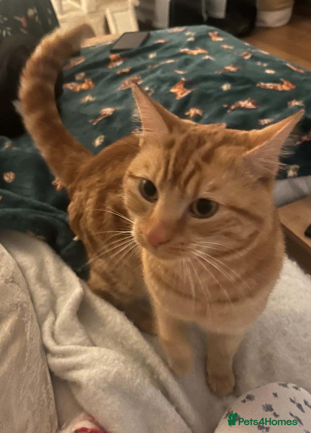 Domestic Shorthair cats for sale: Brother cats. One ginger and one black and white - Advert 6