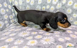 Miniature Dachshund dogs for sale: Mini Dachshund Puppies, Gorgeous Colours & Coats - Image 5