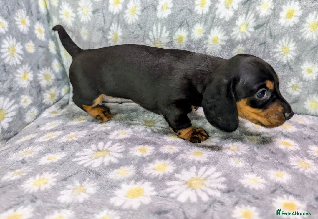 Miniature Dachshund dogs for sale: Mini Dachshund Puppies, Gorgeous Colours & Coats - Image 5