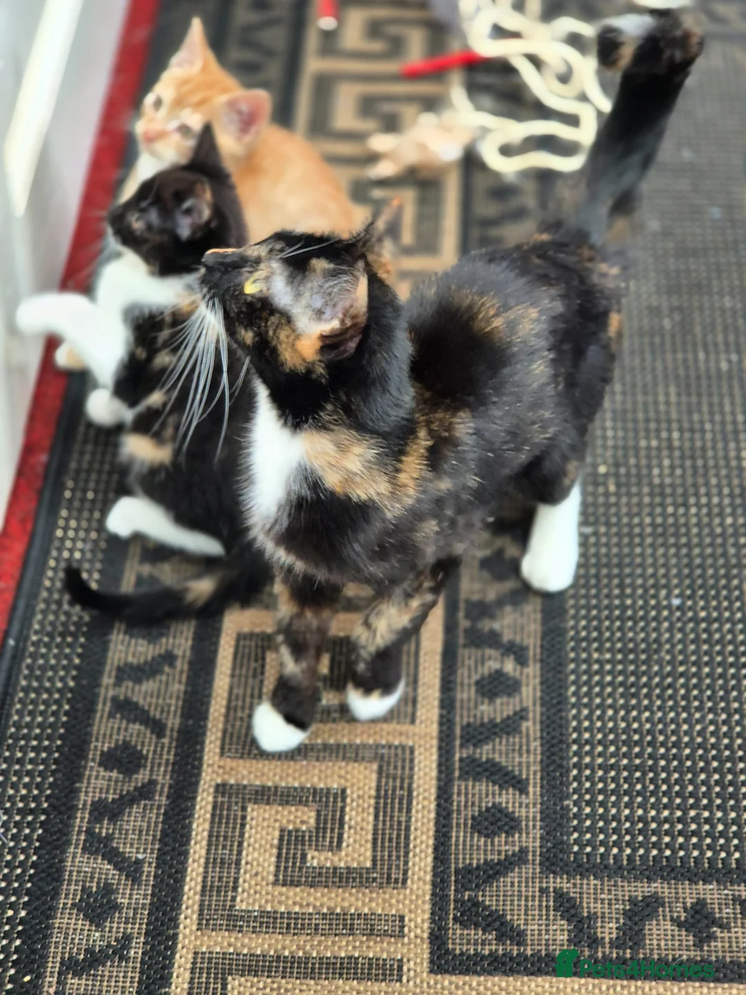 Mixed Breed cats for sale: Kittens for new homes - Advert 1