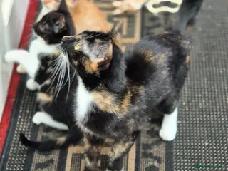 Mixed Breed cats Kittens for new homes - Advert 6