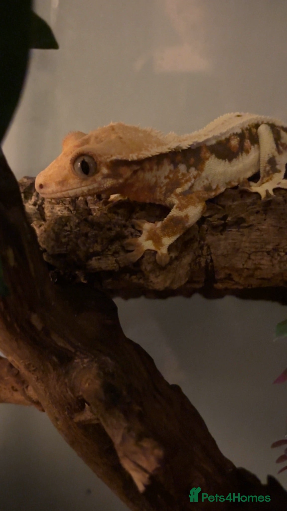 Gecko reptiles Lily white Crested gecko  - Advert 1