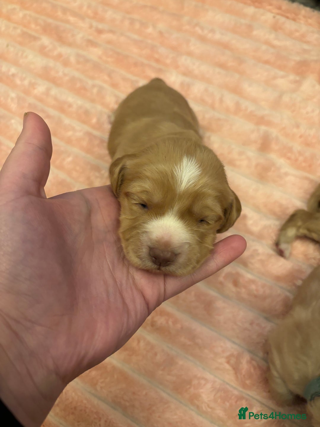 Cocker Spaniel dogs for sale: 6 beautiful cocker spaniels ALL DEPOSIT PAiD - Advert 15