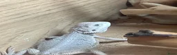 Bearded Dragon reptiles for sale: Snow White x zero bearded dragon  in Birkenhead - Advert 3