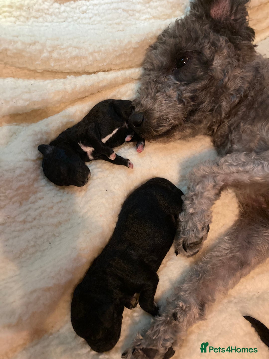 Bedlington Terrier dogs for sale: KC Registered Bedlington Terrier Pups - Image 3