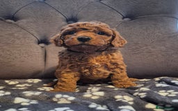 Cockapoo dogs for sale: Cockapoo puppies  - Image 1