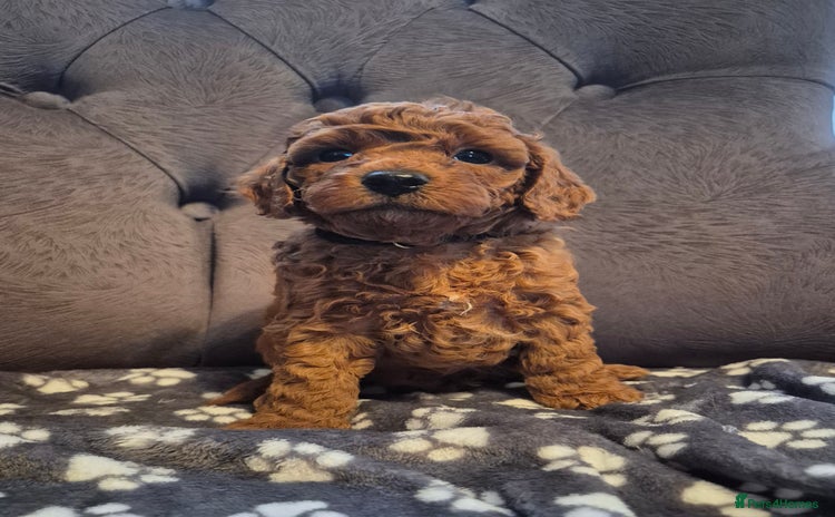 Cockapoo dogs - Advert 1