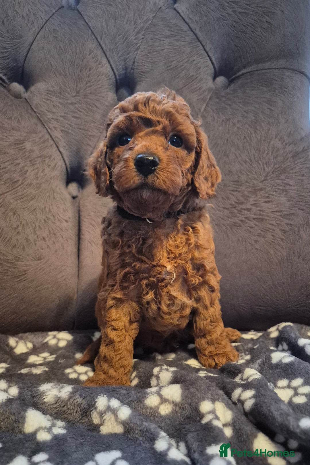 Cockapoo dogs for sale: Cockapoo puppies  - Image 1