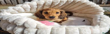 Dachshund 3
