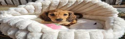 Dachshund dogs for sale: Pra clear,Last 3 beautiful LH Dachshund puppies💗 - Advert 29