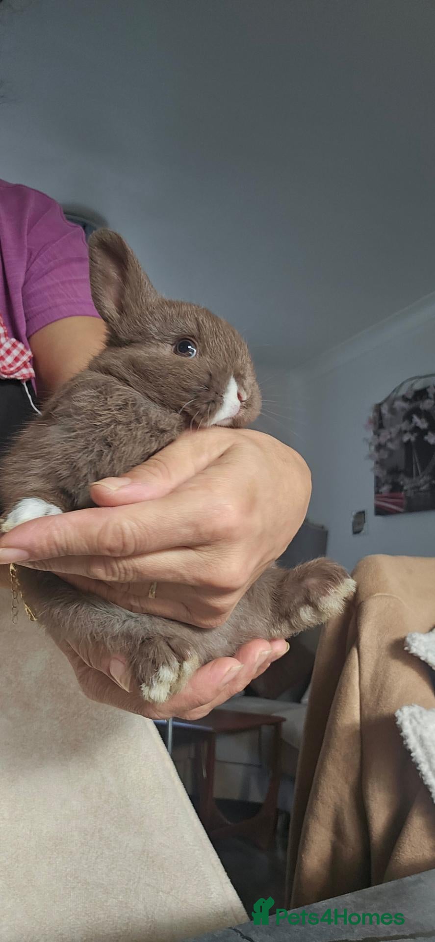 Mixed Breed rabbits They are lion head and Dutch mix 🥰 - Advert 2