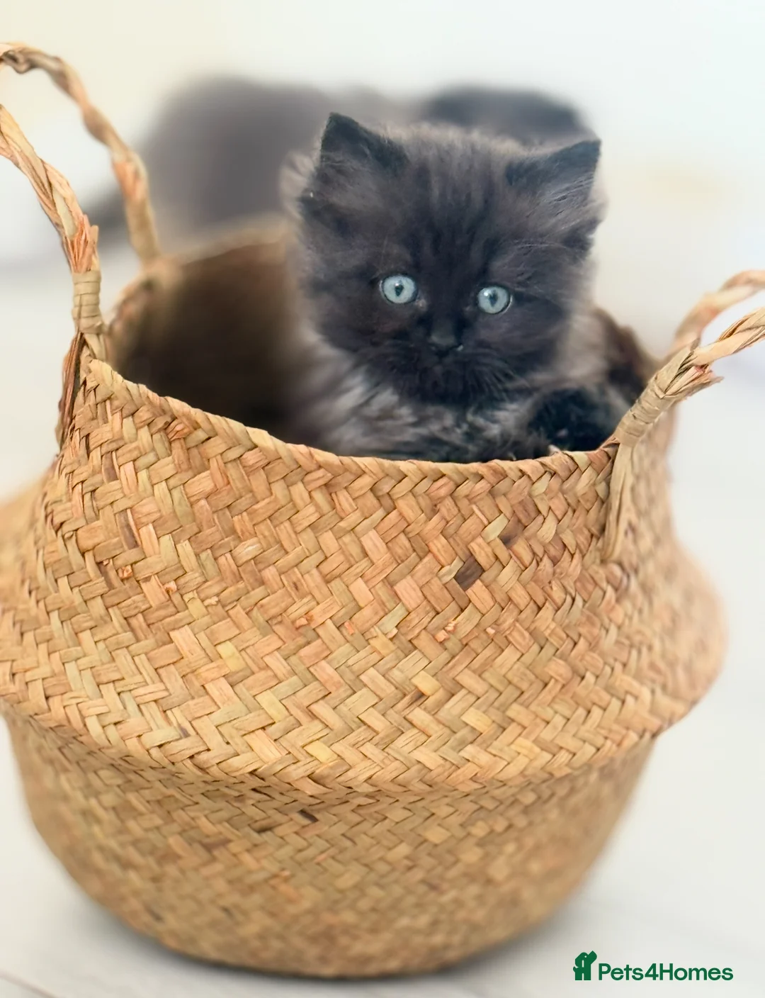 Mixed Breed cats for sale: Mixed Ragdoll & British long hair - Advert 1